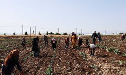 Kahramanmaraş'ta hasadın tamamlandığı tarım arazileri ikinci ürünle buluşturuluyor