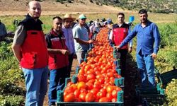 Kahramanmaraş'ta bin 700 dekar açık alanda domates üretimi yapılıyor