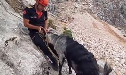 Kahramanmaraş'ta kayalıklarda mahsur kalan keçiler kurtarıldı