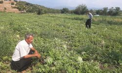 Kahramanmaraş'ta karpuz tarlasını hasat etmeye giden çiftçiye ‘Karga’ şoku