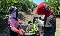 Limonda hasat başladı; bahçede kilosu 10 lira