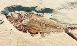 Taşıl Bilimi, Paleontoloji nedir?