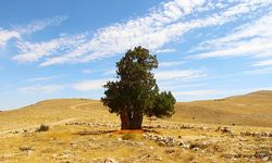 Kahramanmaraş’ta o ağaç 7 asırdır pusula görevi görüyor