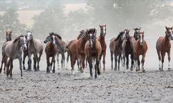 TİGEM 15 safkan Arap koşu tayı satacak