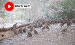 Kahramanmaraş'ta depremden sonra yetiştirilen kınalı keklikler doğaya salınıyor