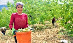 Kahramanmaraş'ta, AB tescilli Çağlayancerit cevizinin hasadı başladı