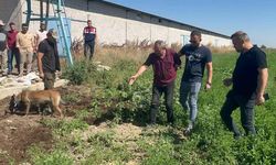 Dayısını öldürüp gömdü başında ağladı