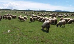 Kahramanmaraş’ta küçükbaş hayvan sayısı, şehir nüfusunu geçti