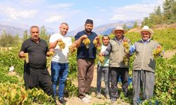 Kahramanmaraş'ta şıra telaşı başladı