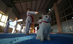 Sevimli kedi "Karate Cat" antrenmanların neşe kaynağı oldu