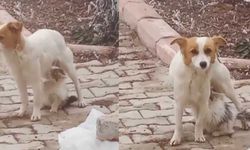 Kahramanmaraş'ta yavru kediyi depremzede köpek emziriyor