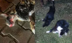 5'i yavru 6 köpek ile 1 kedi zehirlenmiş halde bulundu