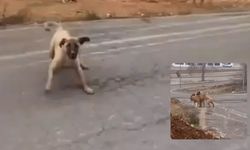 Kahramanmaraş'ta köpekleri çekerken saldırıya uğradı