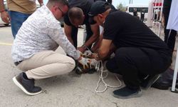 Etkinlikte pitbull saldırısı: Bir kadın yaralandı
