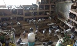 Güvercinleri için alevlerin arasında kaldı