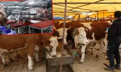 'Kurban eti'ni sebzeyle tüketim önerisi
