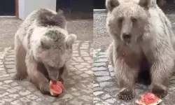 Akşam karpuz verdikleri bozayı sabah geri geldi