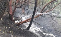 Kahramanmaraş’taki orman yangınında 5,5 hektar zarar gördü