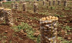 Yurt dışından gelen 2 bin tondan fazla patates virüslü çıktı