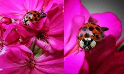 Kahramanmaraş'ta nadir görülen uğur böceği fotoğraflandı