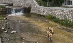 Mahsur kalan köpekleri sahibi suya atlayıp kurtardı