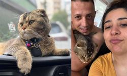 Kayıp kedi bulunmazsa kocası boşayacak