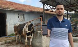 Sosyal medyada gördüğü danaları almak isterken dolandırıldı