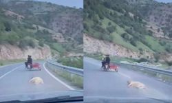 Kahramanmaraş'ta köpeği motosikletle sürüklediler