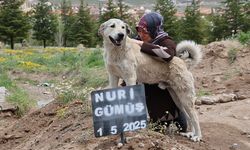’Garip’in vefası: Ölen sahibinin mezarından ayrılmıyor