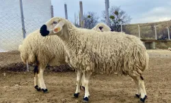 Gaziantep’te kurban fiyatları 220 TL’ye sabitlendi, Peki ya Kahramanmaraş’ta?