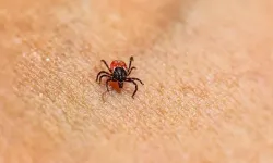 Kenenin ısırdığı minik Metehan hayatını kaybetti