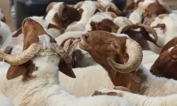 Kurban Bayramı tatilinin kaç gün olacağı kesinleşti