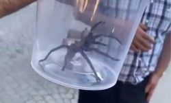 Dev etçil örümcek paniği