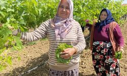 Yaprağı meyvesinden daha çok kazandırıyor