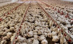 Tavuk eti üretimi martta yıllık bazda yüzde 13 arttı