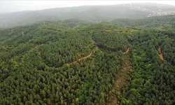 Kahramanmaraş'ta ormanlık alanlara girişler yasaklandı