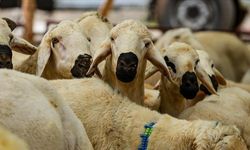 Kurban Hizmetlerinin Uygulanmasına Dair Tebliğ, Resmi Gazete'de