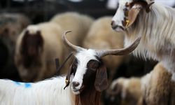 Adana’da kurbanlık fiyatları açıklandı, gözler Kahramanmaraş’ta