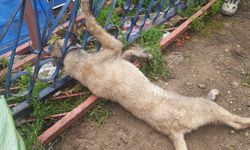 Kahramanmaraş’ta korkuluklara sıkışan köpek kurtarıldı