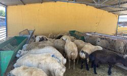 Kahramanmaraş’ta henüz kurbanlık almayanlar dikkat, fiyatlar düşecek mi?