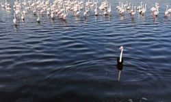 KAMFOD, Akkaya Barajı'nda Siyah Flamingo Görüntüledi