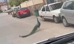 Sokak ortasında gezen tavus kuşu sürücülere ilginç anlar yaşattı