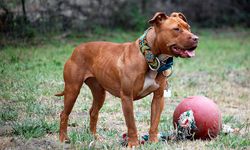 Kahramanmaraş’ta pitbull alarmı, mahalleli tedirgin
