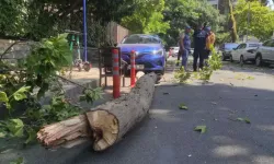 Tarihi çınarın kuruyan kolu park halindeki otomobilin üzerine düştü