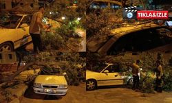 Kahramanmaraş'ta park halindeki otomobilin üzerine ağaç devrildi