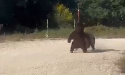 Güreşe tutuşan ayılar, uçurumdan yuvarlandı
