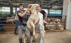 4 boynuzlu koçu görenler şaşırıyor