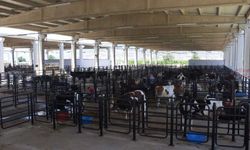 Kahramanmaraş kurban pazarında beklenen hareketlilik yaşanmıyor