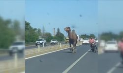 Kara yoluna çıkan deve, sürücülere zor anlar yaşattı