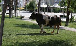 Kaçan kurbanlık boğalar sahiplerine zor anlar yaşattı
